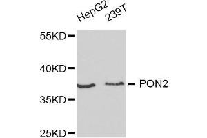 Western blot analysis of extracts of HepG2 and 293T cell lines, using PON2 antibody. (PON2 抗体)