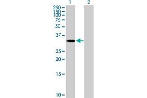 Western Blot analysis of ASB4 expression in transfected 293T cell line by ASB4 MaxPab polyclonal antibody. (ASB4 抗体  (AA 1-349))
