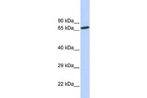 Western Blotting (WB) image for anti-Zinc Finger Protein 571 (ZNF571) antibody (ABIN2458186) (ZNF571 抗体)
