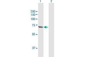 Western Blot analysis of HSPA2 expression in transfected 293T cell line by HSPA2 MaxPab polyclonal antibody. (HSPA2 抗体  (AA 1-639))