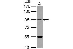 Western Blotting (WB) image for anti-Methionyl-tRNA Synthetase 2, Mitochondrial (MARS2) (N-Term) antibody (ABIN1494048) (MARS2 抗体  (N-Term))