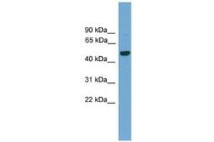 Image no. 1 for anti-GRAM Domain Containing 3 (GRAMD3) (AA 201-250) antibody (ABIN6745582) (GRAMD3 抗体  (AA 201-250))