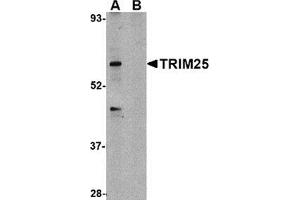 Western blot analysis of TRIM25 in HeLa cell lysate in (A) the absence and (B) presence of blocking peptide with this product at 1 μg/ml. (TRIM25 抗体  (C-Term))