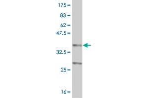 Western Blot detection against Immunogen (37.