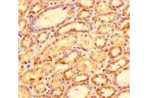Immunohistochemistry of paraffin-embedded human kidney tissue using ABIN7177041 at dilution of 1:100