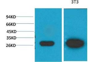 Western Blot (WB) analysis of 1)MCF7, 2) 3T3 with Galectin-3 Mouse Monoclonal Antibody diluted at 1:2000. (Galectin 3 抗体)