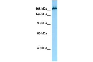 WB Suggested Anti-MAST1 Antibody Titration: 1. (MAST1 抗体  (N-Term))