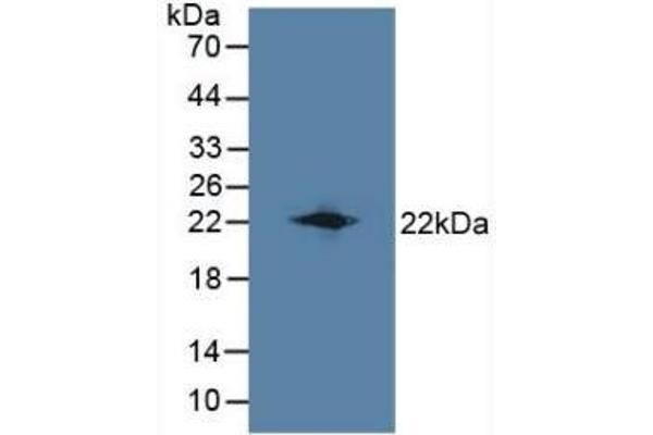 LCN8 anticorps  (AA 27-176)