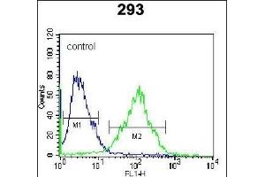 RS2 Antibody (C-term) (ABIN6242575 and ABIN6577319) flow cytometric analysis of 293 cells (right histogram) comred to a negative control cell (left histogram). (PARS2 抗体  (C-Term))