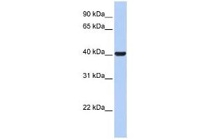 Western Blotting (WB) image for anti-Hydroxy-delta-5-Steroid Dehydrogenase, 3 beta- and Steroid delta-Isomerase 1 (HSD3B1) antibody (ABIN2458611) (HSD3B1 抗体)