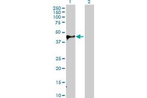 Western Blot analysis of WIF1 expression in transfected 293T cell line by WIF1 MaxPab polyclonal antibody. (WIF1 抗体  (AA 1-379))