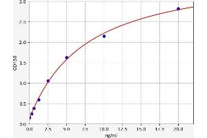 SLC40A1 ELISA 试剂盒