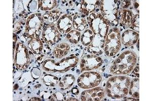 Image no. 5 for anti-Amyloid beta (A4) Precursor Protein (APP) antibody (ABIN1496880) (APP 抗体)