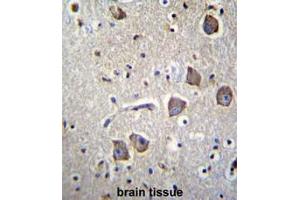 NRN1L Antibody (Center) immunohistochemistry analysis in formalin fixed and paraffin embedded human brain tissue followed by peroxidase conjugation of the secondary antibody and DAB staining. (Neuritin 1-Like 抗体  (Middle Region))