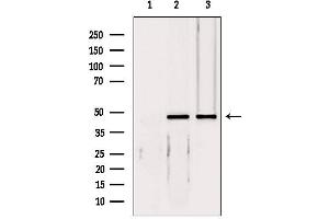 Western blot analysis of extracts from various samples, using EIF4A3 antibody. (EIF4A3 抗体  (Internal Region))