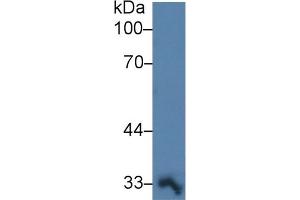 Western Blotting (WB) image for anti-Prostaglandin E Synthase 2 (PTGES2) (AA 145-357) antibody (ABIN7442885)