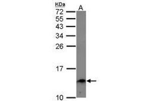 Image no. 1 for anti-Endosulfine alpha (ENSA) (AA 1-121) antibody (ABIN1498031) (Ensa 抗体  (AA 1-121))