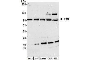 anti-Paf1, RNA Polymerase II Associated Factor, Homolog (PAF1) (AA 75-125) antibody