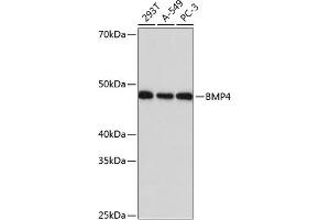 Western blot analysis of extracts of various cell lines, using BMP4 Rabbit mAb (ABIN7265898) at 1:1000 dilution. (BMP4 抗体)