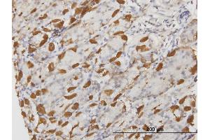 Immunoperoxidase of monoclonal antibody to APOA2 on formalin-fixed paraffin-embedded human stomach. (APOA2 抗体  (AA 1-100))