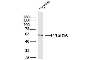 Mouse thymus lysates probed with PPP2R5A Polyclonal Antibody  at 1:300 overnight at 4°C followed by a conjugated secondary antibody for 60 minutes at 37°C. (PPP2R5A 抗体  (AA 301-400))