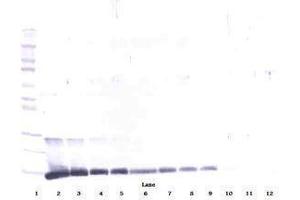Image no. 1 for anti-Interleukin 4 (IL4) antibody (ABIN465839) (IL-4 抗体)
