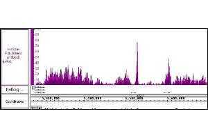 Histone H3K36me3 antibody (pAb) tested by ChIP-Seq. (Histone 3 抗体  (3meLys36))