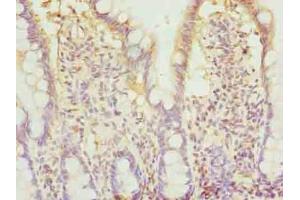Immunohistochemistry of paraffin-embedded human small intestine tissue using ABIN7145881 at dilution of 1:100 (BTN2A2 抗体  (AA 33-262))