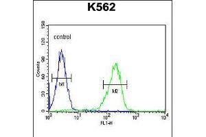Flow cytometric analysis of K562 cells (right histogram) compared to a negative control cell (left histogram). (CLIC6 抗体  (AA 539-565))