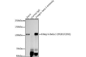Immunoprecipitation analysis of 300 μg extracts of U-87MG cells using 3 μg Integrin beta 3 (ITGB3/CD61) antibody (ABIN7267928). (Integrin beta 3 抗体)