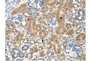 GPAA1 antibody was used for immunohistochemistry at a concentration of 4-8 ug/ml to stain Epithelial cells of renal tubule (arrows) in Human Kidney. (GPAA1 抗体)