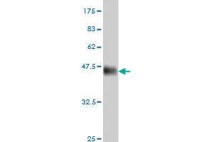 Western Blot detection against Immunogen (36. (CLK3 抗体  (AA 36-136))