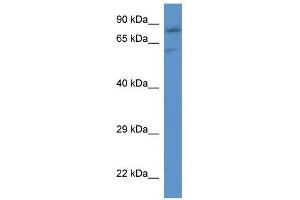 Western Blot showing Slc26a2 antibody used at a concentration of 1. (SLC26A2 抗体  (C-Term))