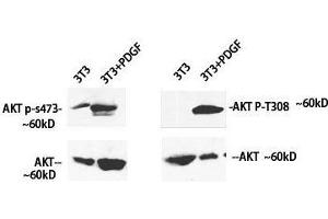 Western Blot analysis of 3T3 cells treated using Phospho-Pan-Akt (Ser473) Polyclonal Antibody at dilution of 1:1000 (AKT1 抗体  (pSer473))