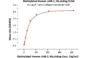 Immobilized Human Collagen I protein at 2 μg/mL (100 μL/well) can bind Biotinylated Human LAIR-2, His,Avitag (ABIN5674601,ABIN6253692) with a linear range of 2-78 ng/mL (QC tested).