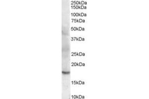 Image no. 3 for anti-Cofilin 2 (CFL2) (C-Term) antibody (ABIN374596) (Cofilin 2 抗体  (C-Term))