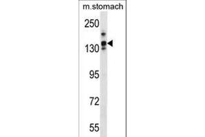LRRC16A Antibody (C-term) (ABIN1536667 and ABIN2849731) western blot analysis in mouse stomach tissue lysates (35 μg/lane). (LRRC16A 抗体  (C-Term))