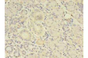 Immunohistochemistry of paraffin-embedded human pancreatic tissue using ABIN7173738 at dilution of 1:100 (TBCA 抗体  (AA 2-108))
