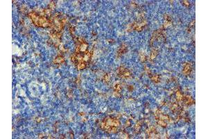 Image no. 2 for anti-CD80 (CD80) antibody (ABIN1497372) (CD80 抗体)