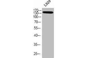Western blot analysis of L929 using p-TBC1D4 (T642) antibody. (TBC1D4 抗体  (pThr642))