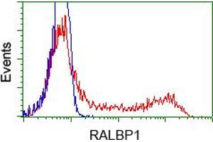 Image no. 2 for anti-RalA Binding Protein 1 (RALBP1) antibody (ABIN1500586) (RALBP1 抗体)