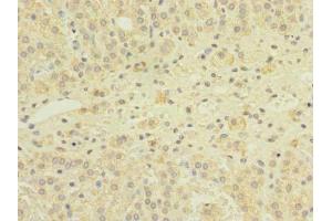 Immunohistochemistry of paraffin-embedded human adrenal gland tissue using ABIN7153769 at dilution of 1:100 (GEMIN8 抗体  (AA 1-242))
