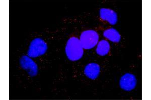Proximity Ligation Analysis of protein-protein interactions between MAPK3 and MAPK14.