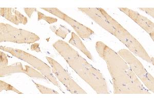 Detection of PAP in Mouse Skeletal muscle Tissue using Polyclonal Antibody to Prostatic Acid Phosphatase (PAP) (ACPP 抗体  (AA 56-215))