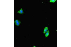 Immunofluorescent analysis of HepG2 cells using ABIN7151017 at dilution of 1:100 and Alexa Fluor 488-congugated AffiniPure Goat Anti-Rabbit IgG(H+L)