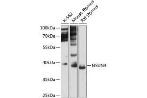 Western blot analysis of extracts of various cell lines, using NSUN3 antibody (ABIN6132413, ABIN6144877, ABIN6144878 and ABIN6216691) at 1:3000 dilution. (NSUN3 抗体  (AA 1-120))