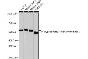 Western blot analysis of extracts of various cell lines, using Tryptophanyl-tRNA synthetase 1 Rabbit mAb (ABIN1678761, ABIN3018963, ABIN3018964 and ABIN7101695) at 1:1000 dilution. (WARS 抗体)