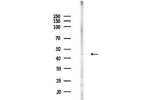 anti-KISS1 Receptor (KISS1R) (C-Term) antibody