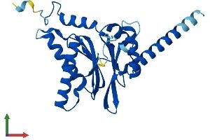 AlphaFold protein structure predicition of Human Recombinant PSMA4 Protein, UniprotID P25789