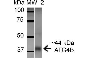 Western blot analysis of Mouse Brain cell lysates showing detection of ATG4B protein using Rabbit Anti-ATG4B Polyclonal Antibody . (ATG4B 抗体  (AA 94-106) (HRP))